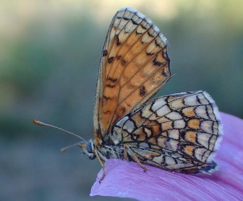 Melitaea sp.